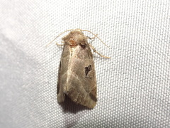 Plagiomimicus pityochromus