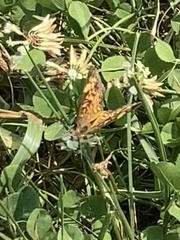 Phyciodes tharos