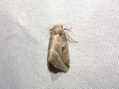 Plagiomimicus pityochromus