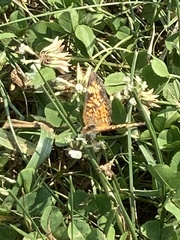 Phyciodes tharos