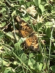 Phyciodes tharos