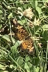 Phyciodes tharos