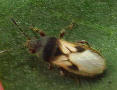 Blissus leucopterus