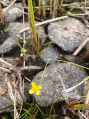 Ranunculus flammula filiformis
