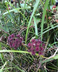 Cicuta virosa