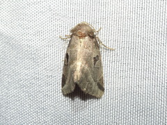 Plagiomimicus pityochromus