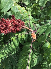 Rhus × borealis