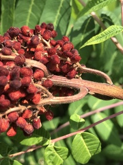 Rhus × borealis