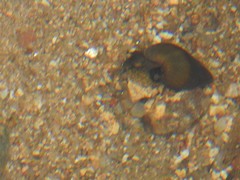 Semisulcospiridae