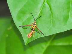 Synanthedon