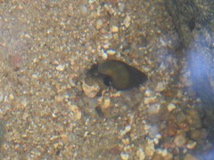 Semisulcospiridae