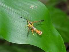 Synanthedon