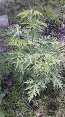 Ambrosia arborescens