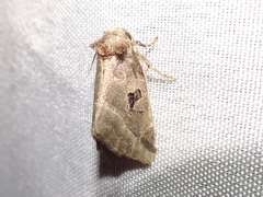 Plagiomimicus pityochromus