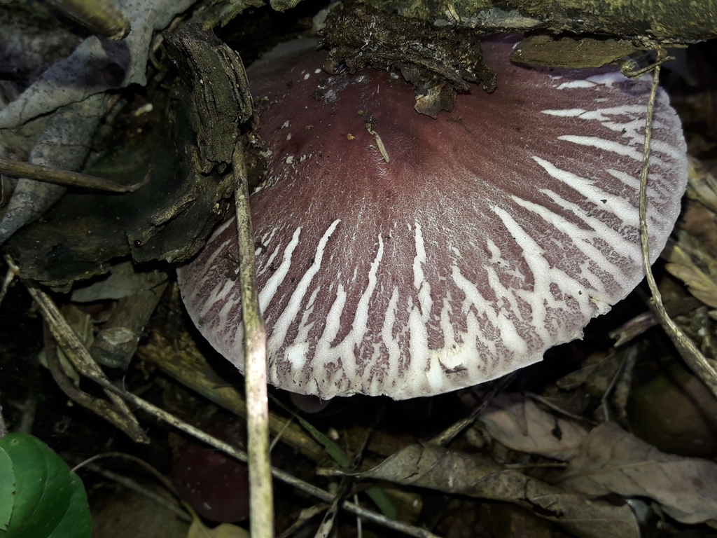 Leucocoprinus lilaceus