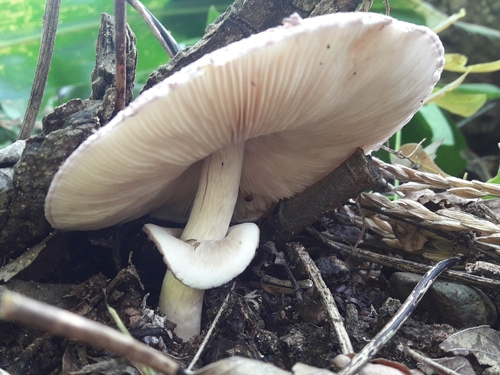 Leucocoprinus lilaceus