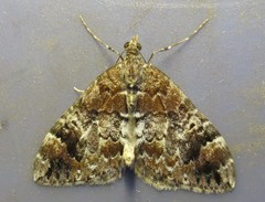 Dysstroma sobria