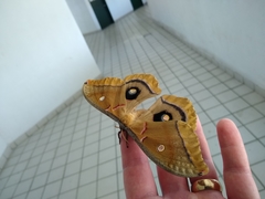 Antheraea polyphemus