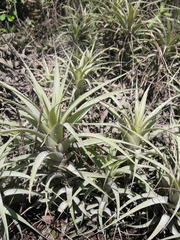 Tillandsia incarnata