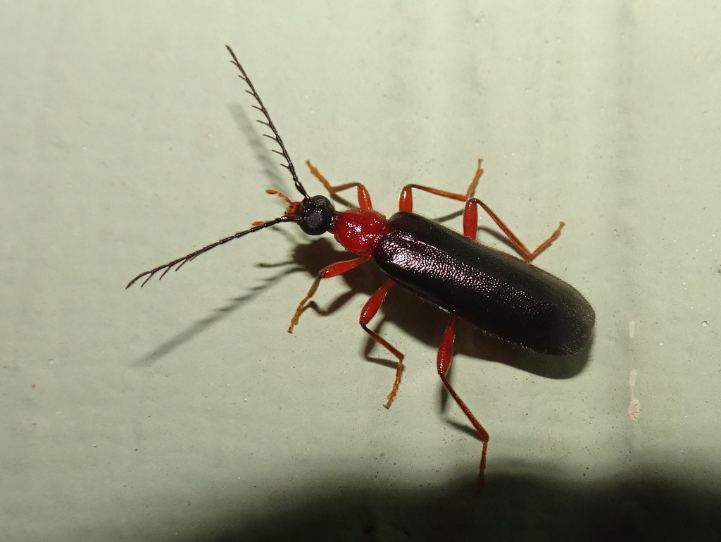 Dendroides canadensis