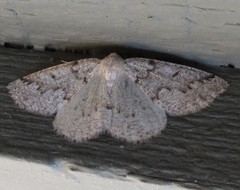 Sabulodes packardata