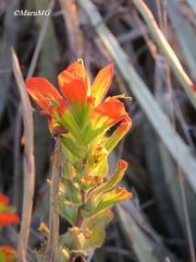 Castilleja glandulosa