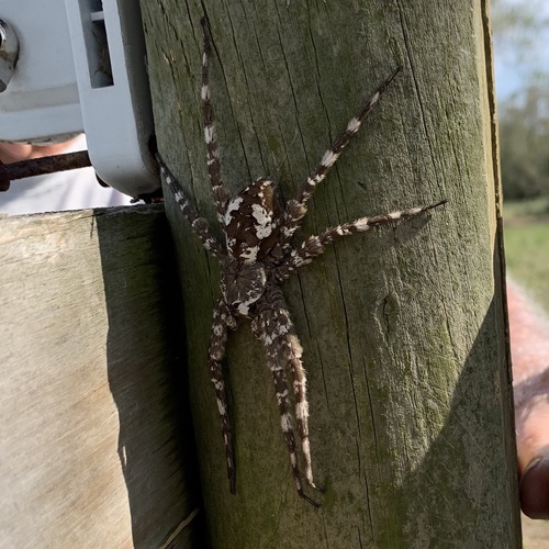 White-banded Fishing Spider