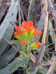 Castilleja glandulosa