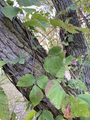 Toxicodendron radicans