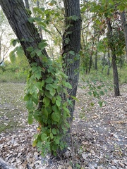 Toxicodendron radicans