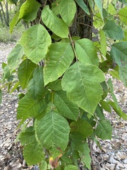 Toxicodendron radicans