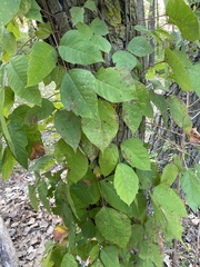 Toxicodendron radicans