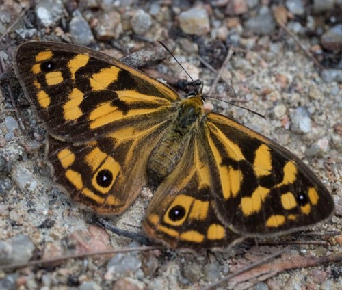 Spotted Brown