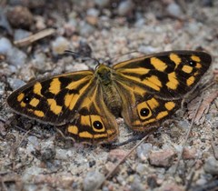 Heteronympha paradelpha