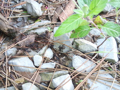 Eleutherodactylus campi