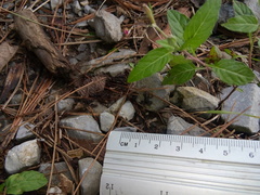 Eleutherodactylus campi