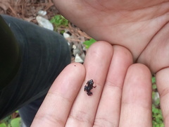 Eleutherodactylus campi