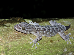 Phyllodactylus lanei