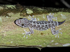 Phyllodactylus lanei