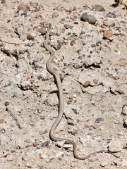 Philodryas psammophidea