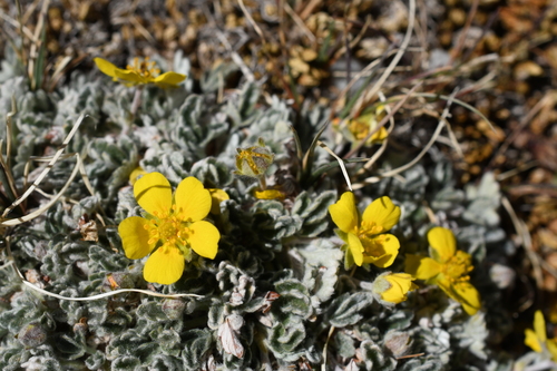 Potentilla holmgrenii