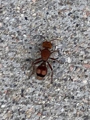 Dasymutilla scaevola