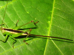 Conocephalus exemptus