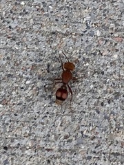 Dasymutilla scaevola