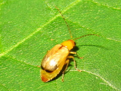 Monolepta shirozui