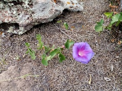 Ipomoea laeta