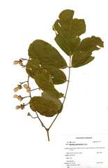 Millettia stuhlmannii