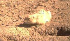 Cynomys ludovicianus