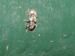Basitropis