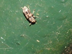 Basitropis